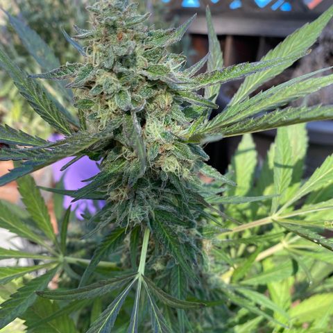 Flower growlog photo: Did another flush