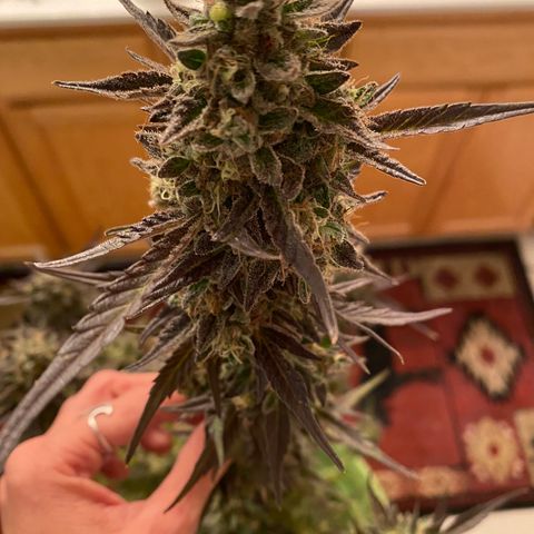 Flower growlog photo: Started drying today and it took about 5.5 hours to knock this plant out. 