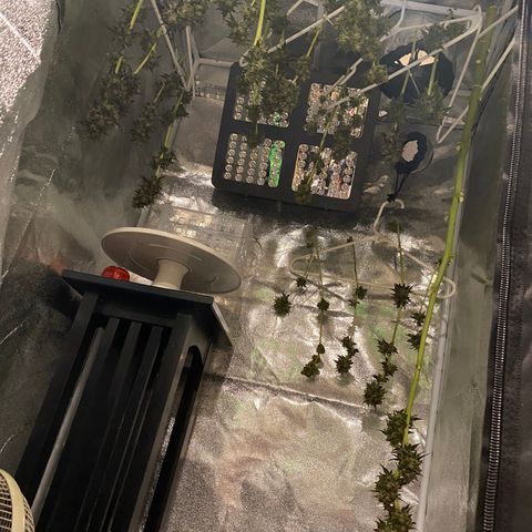 Flower growlog photo: Started drying today and it took about 5.5 hours to knock this plant out. 