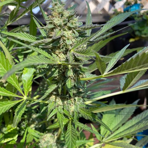 Flower growlog photo: Did another flush