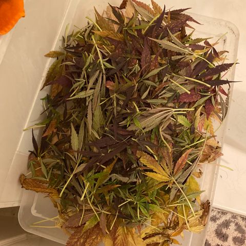 Flower growlog photo: Started drying today and it took about 5.5 hours to knock this plant out. 