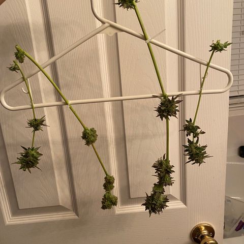Flower growlog photo: Started drying today and it took about 5.5 hours to knock this plant out. 