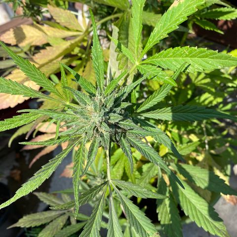 Flower growlog photo: Did another flush