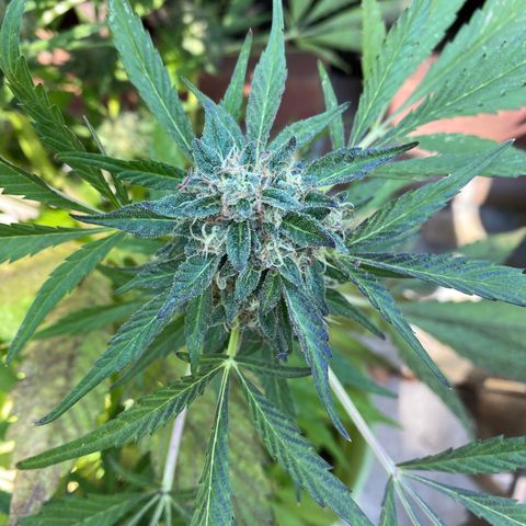 Flower growlog photo: Did another flush