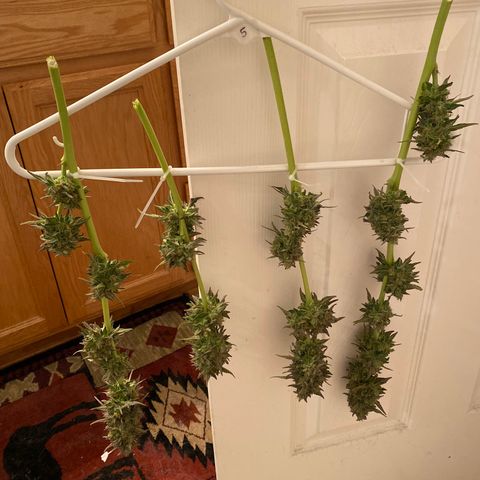 Flower growlog photo: Started drying today and it took about 5.5 hours to knock this plant out. 