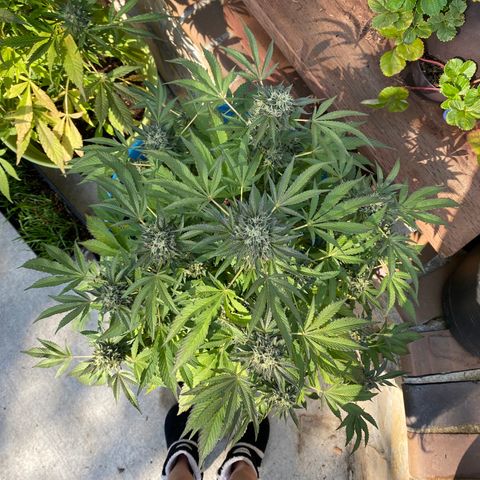 Kush Mints growlog photo: Did another flush