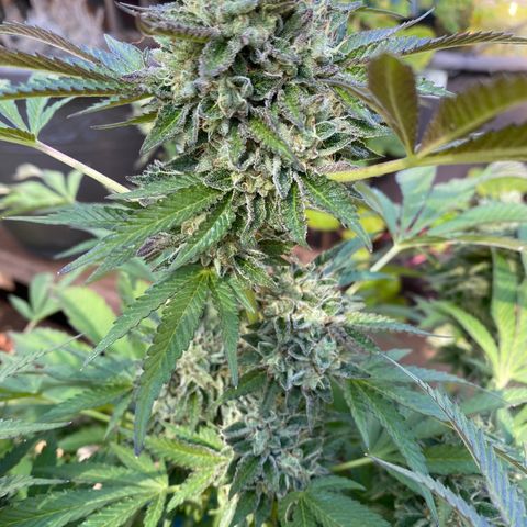 Kush Mints growlog photo: Did another flush