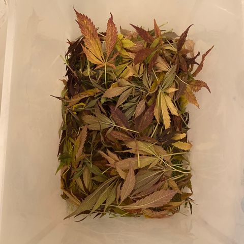 Flower growlog photo: Started drying today and it took about 5.5 hours to knock this plant out. 