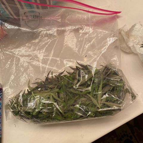 Flower growlog photo: Started drying today and it took about 5.5 hours to knock this plant out. 
