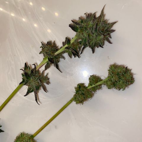 Flower growlog photo: Started drying today and it took about 5.5 hours to knock this plant out. 