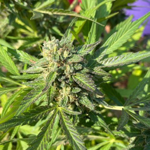 Flower growlog photo: Did another flush