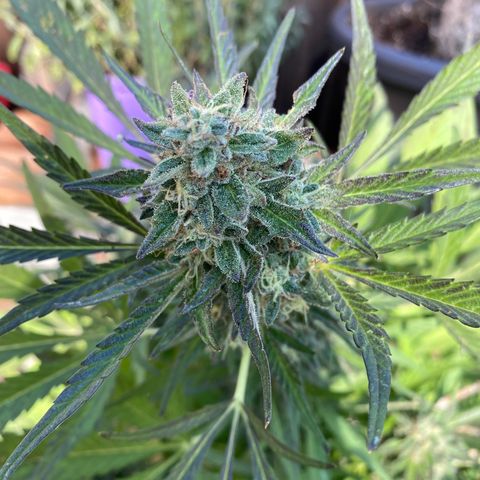 Flower growlog photo: Did another flush