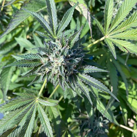 Kush Mints growlog photo: Did another flush