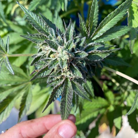 Kush Mints growlog photo: Did another flush