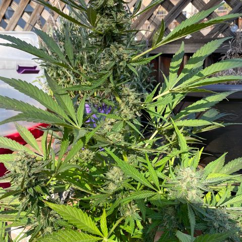 Flower growlog photo: Did another flush
