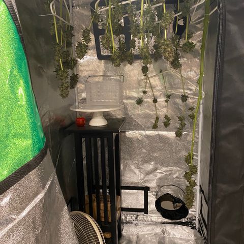 Flower growlog photo: Started drying today and it took about 5.5 hours to knock this plant out. 