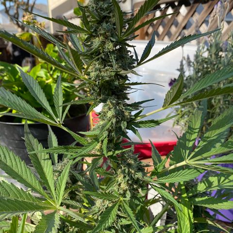 Flower growlog photo: Did another flush