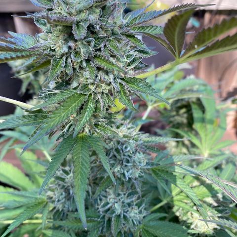 Kush Mints growlog photo: Did another flush