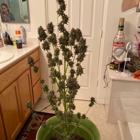 Flower growlog photo: Started drying today and it took about 5.5 hours to knock this plant out. 