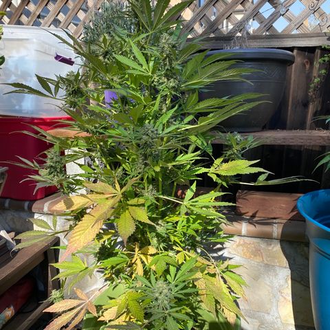 Flower growlog photo: Did another flush