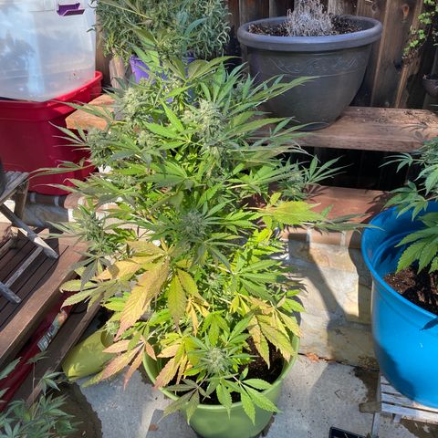 Flower growlog photo: Did another flush