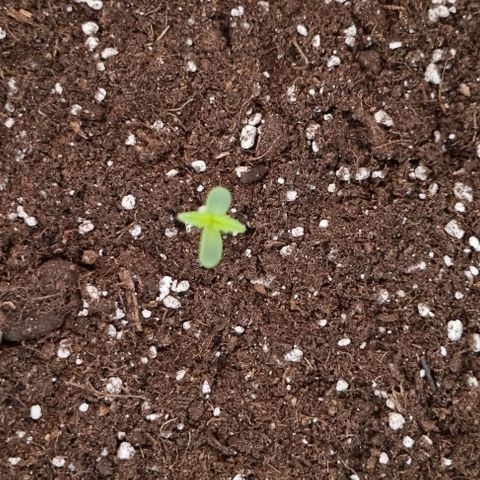 Fat Banana #1 growlog timeline photo