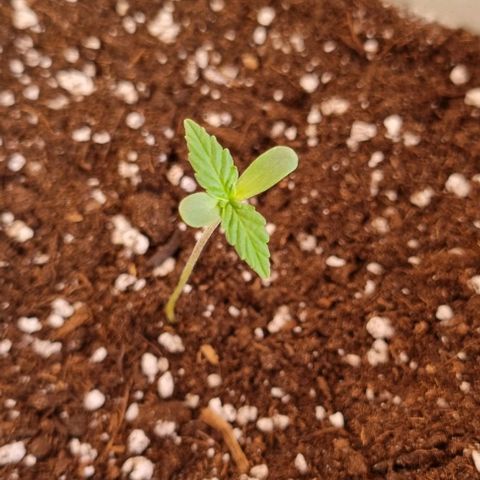 Fat Banana #1 growlog photo: No le noto casi diferencia de la anterior foto