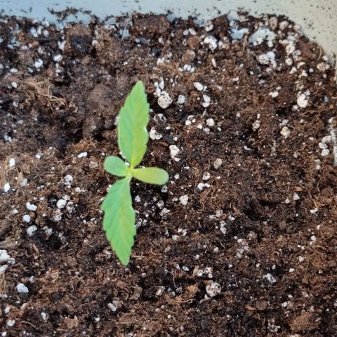 Fat Banana #1 growlog timeline photo