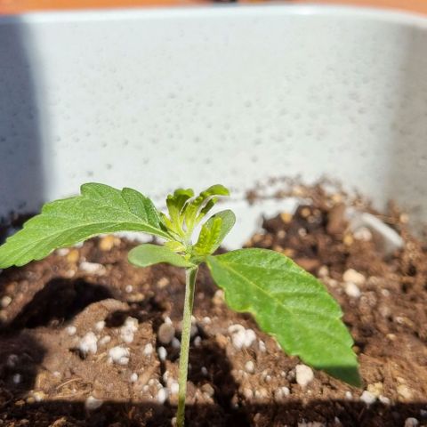 Fat Banana #1 growlog timeline photo