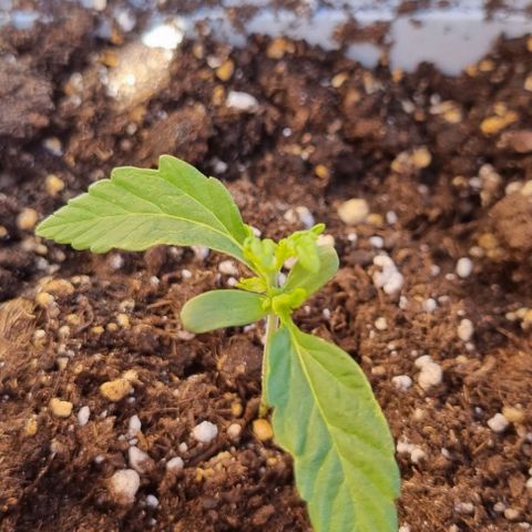 Fat Banana #1 growlog timeline photo