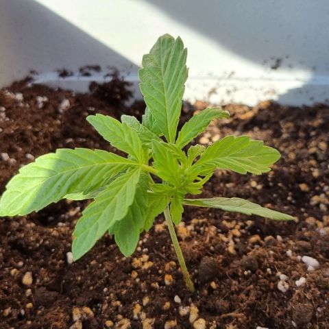 Fat Banana #1 growlog timeline photo
