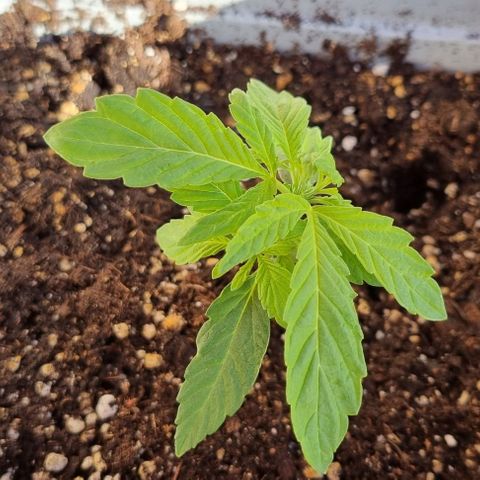 Fat Banana #1 growlog timeline photo