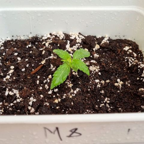 Royal Cookies  - 1 marzo growlog timeline photo