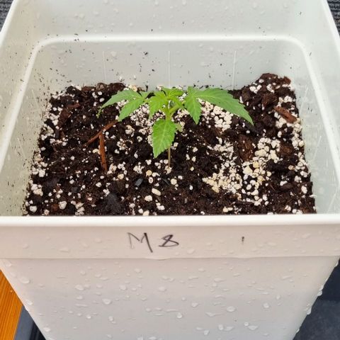 Royal Cookies  - 1 marzo growlog timeline photo