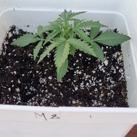 Royal Cookies  - 1 marzo growlog timeline photo