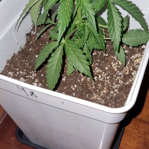 Royal Cookies  - 1 marzo growlog timeline photo