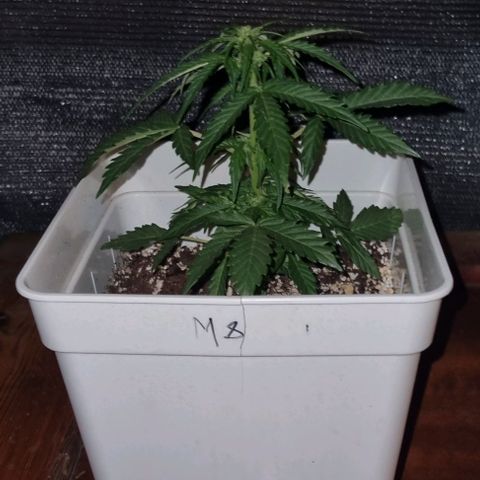 Royal Cookies  - 1 marzo growlog timeline photo