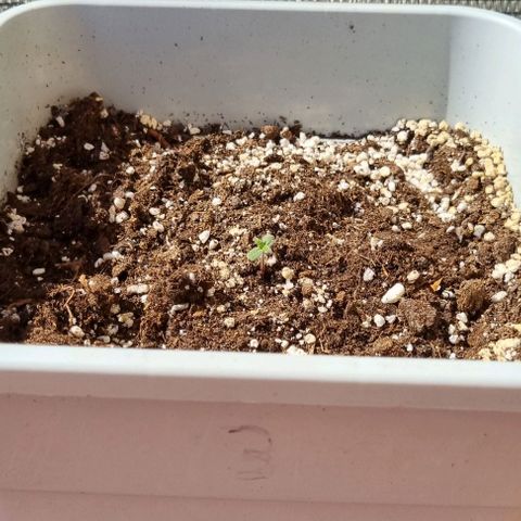3 sweet zz - 16 abril growlog timeline photo