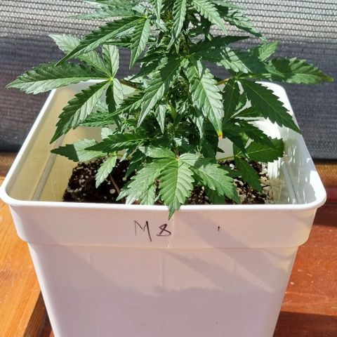 Royal Cookies  - 1 marzo growlog timeline photo