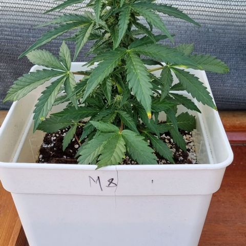 Royal Cookies  - 1 marzo growlog timeline photo