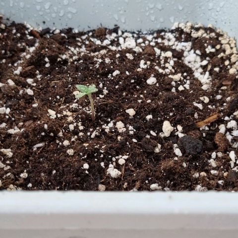 3 sweet zz - 16 abril growlog timeline photo