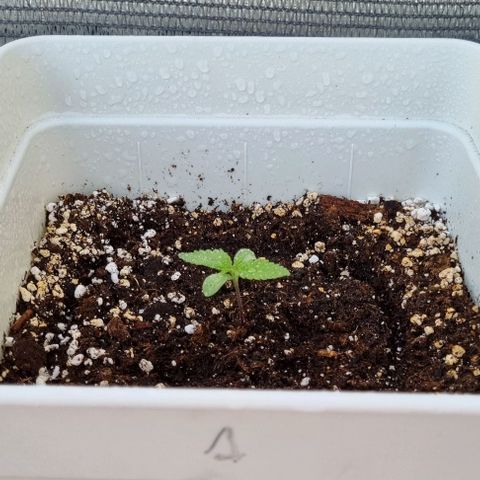 1 sweet zz - 16 abril growlog timeline photo