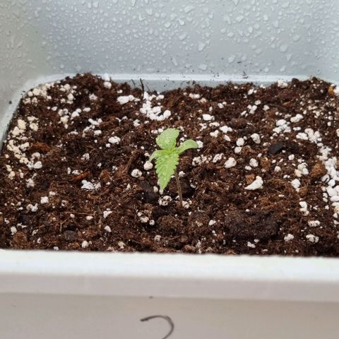 2 sweet zz - 16 abril growlog timeline photo