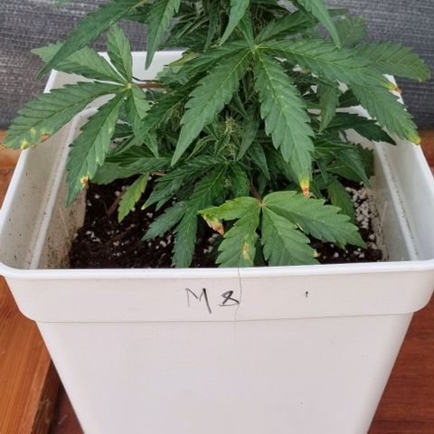 Royal Cookies  - 1 marzo growlog timeline photo