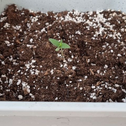 3 sweet zz - 16 abril growlog timeline photo
