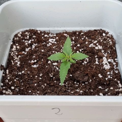 2 sweet zz - 16 abril growlog timeline photo