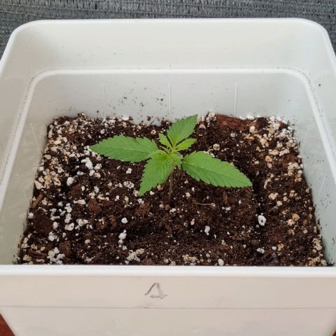 1 sweet zz - 16 abril growlog timeline photo
