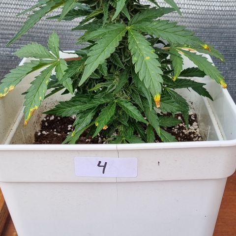 Royal Cookies  - 1 marzo growlog timeline photo