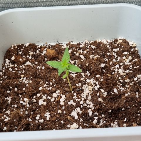 3 sweet zz - 16 abril growlog timeline photo