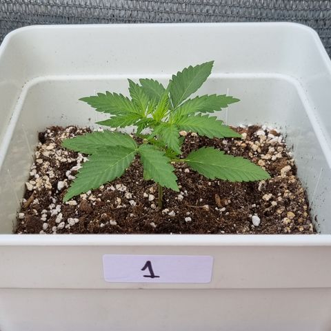 1 sweet zz - 16 abril growlog timeline photo